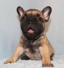 Black And Tan Frenchie Akc Blue Choco Tan Carrier French Bulldog Puppy Girl Frenchieforsale Frenchie4sale Frenchbulldog Bulldog Puppies French Bulldog Harness Fawn French Bulldog