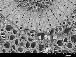 Image result for Flabellaria paniculata