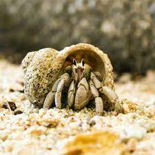 As hermit crabs grow, they must exchange their shell for a larger one. How To Set Up A Sand Tank For Pet Hermit Crab