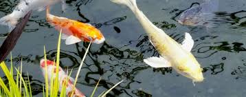 The reason for this is very simple and a bit on the science side of things. Things To Consider Before Starting A Koi Fish Pond Hartz