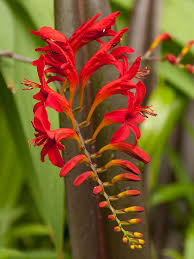 The crocosmia lucifer are very similar to the gladioli. Crocosmia A Summer Sizzler Carolina Country