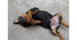 What if there is a protruding belly button on a dog? Do Dogs Have Belly Buttons Psychology Today
