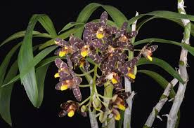 Image result for Ansellia