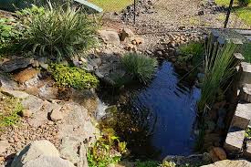 The aquasurge pumps have also had a tendency to get clogged much easier than the tsurumi pumps. How To Choose The Right Pump For Your Pond Anything Wet