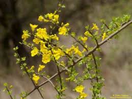 Image result for Rhigozum