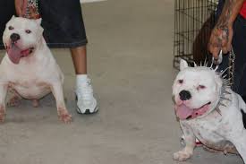 We did not find results for: The White Rhino Why This Pitbull Is Very Expensive American Bully Daily