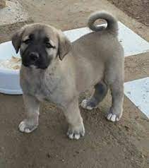 2017 kangal satisi kangal kopegi kopek yavru kopek