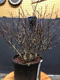 Has a wide variety of uses from borders to mass plantings. Royal Burgundy Barberry Berberis Thunbergii Eschmidt Pa Bonsai