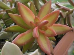 Image result for Chlorophytum stenopetalum