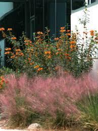 Image result for Liparis mulindana