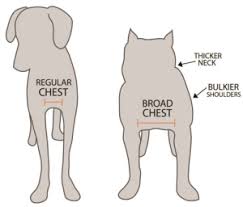 Snakearmor Dog Vest