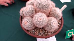 Club meeting time and date: The Northern Ireland Cactus Succulent Society Show Autumn Fair Belfast Youtube