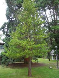 Sciadopitys Verticillata Conifers Of Ubc