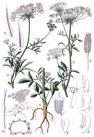 Ammi Plant Wikipedia