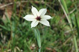 Image result for Sisyrinchium micranthum