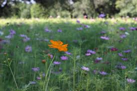 Wildflower Fields Bloom In City Park Receive Your City Park Flower Seeds My New Orleans Overall, roughly 1,400 are wildflowers, 220 are shrubs, 250 are trees, 80 are vines, 4 are cactus,100 are aquatic plants, 480 are grasses and sedges, 80 are ferns. wildflower fields bloom in city park