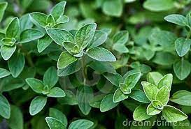 Italian Oregano Plant Use It Fresh Or Dried Though It Is More Flavorful In Its Dry Form Herbs Plant Oregano Plant Plants Herbs