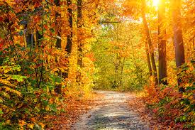 紅葉 は英語で 美しい紅葉シーズンを楽しむための英語表現まとめ Dmm英会話ブログ