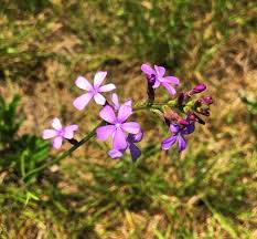 Image result for Buchnera chimanimaniensis