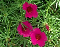 Hot weather is a joy for many travellers, but too much of a good thing can be annoying and even dangerous. 8 Awesome Heat And Drought Tolerant Annual Flowers And Plants Dengarden