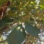 Image result for Terminalia phanerophlebia