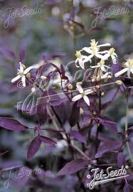 Image result for Clematis recta atropurpurea