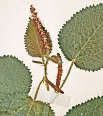 Image result for Acalypha psilostachya