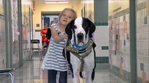 In arkansas, the law states that service dogs may accompany their owner in all public places. The Special Bond Between A Young Girl With Rare Genetic Disorder And Her Service Dog Video Abc News