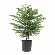 Find a plant to fit your life. Norfolk Island Pine Potted Plant Approximate Delivery Is 2 7 Days 9 25 Inch Pot Fry S Food Stores