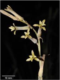 Image result for Dipcadi brevifolium