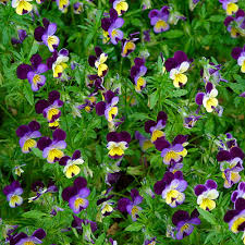 2.7 out of 5 stars 6 ratings. John Proffit Ice Plant Finegardening