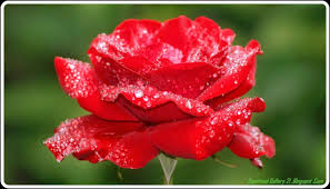 Red Rose Beautiful Flowers Images Hd Territories guam, the north marinas, puerto rico and the u.s. red rose beautiful flowers images hd