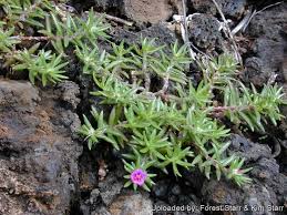 Image result for Portulaca foliosa
