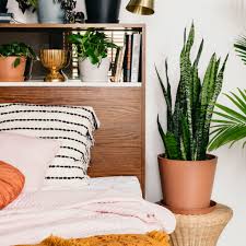 Another telltale sign would be waking up with a bad headache, fatigue, sore throat, or sinus. Snake Plants Allergy Reducing And Air Purifying Bloomscape