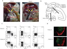Characterization Of The Liver Draining Lymph Nodes In Mice And Their Role In Mounting Regional Immunity To Hbv Cellular Molecular Immunology