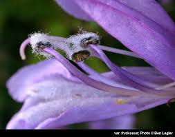 Image result for Cystostemon