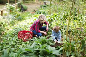 They also produce a much more subtle, yet much more beautiful, flower than the bedding plant. The 15 Best Plants For Oklahoma Weather New Season Landscaping