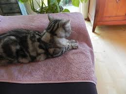 Available red mackerel tabby and white british shorthair female dob: Free British Shorthair Silver Tabby 3 Stock Photo Freeimages Com