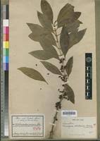 Image result for Tricalysia pallens