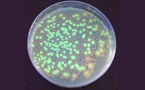 An transgenic organisms contain two dna; Genetically Modified Organisms Create Glowing Bacteria Science Project