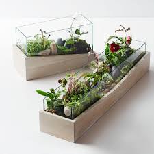 Pin By Eko On Housewares Plants Succulent Terrarium Terrarium