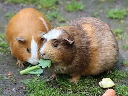 Beautiful, big guinea pig cage for sale!! Best Place To Buy A Healthy Guinea Pig In Nairobi Kenya