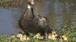 Although you might argue that most baby animals are indeed cute, ducklings must be. 10 Reasons Muscovy Ducks Make Great Pets Pethelpful By Fellow Animal Lovers And Experts