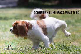 It is a common misconception that acid in a dog's urine is what causes the brown spots left behind on our lawns. Dog Urine Killing Grass What To Do