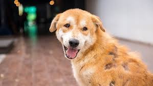 Get rid of irritating skin problems like ache, allergy, rashes, irritation, scar by acupuncture treatment by experienced md specialist doctor without drugs at. Alopecia Hair Loss In Dogs Symptoms Causes And Treatments Dogtime