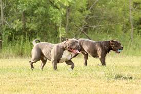 › american bully puppies for sale in ohio. Pitbull Breeders Ohio