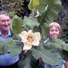 Magnolia Macrophylla Commonly Called Big Leaf Magnolia Or The Large Leafed Cucumber Tree Magnolia Macrophylla Is Noted For Its Big Leaves Plants Macrophylla