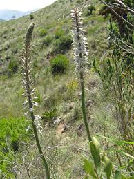 Image result for Drimia elata