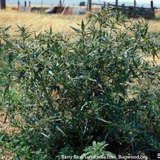 Image result for Agrostis quinqueseta