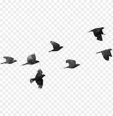 Download bird png images for your personal use. Birds Png Birds Transparent Png Image With Transparent Background Toppng